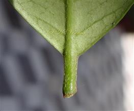  Leaf (Abaxial view)